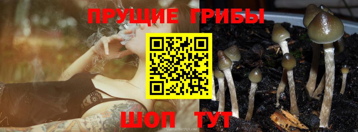 Псилоцибиновые грибы Magic Shrooms  Галлюциногенные грибы GOLDEN TEACHER  Тверь  Вход с VPN 